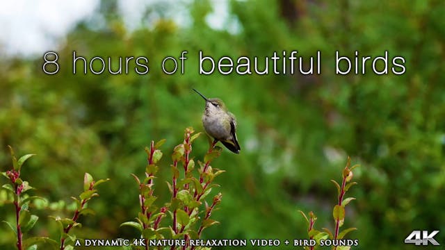 8 Hours of Beautiful Birds (No Music)...