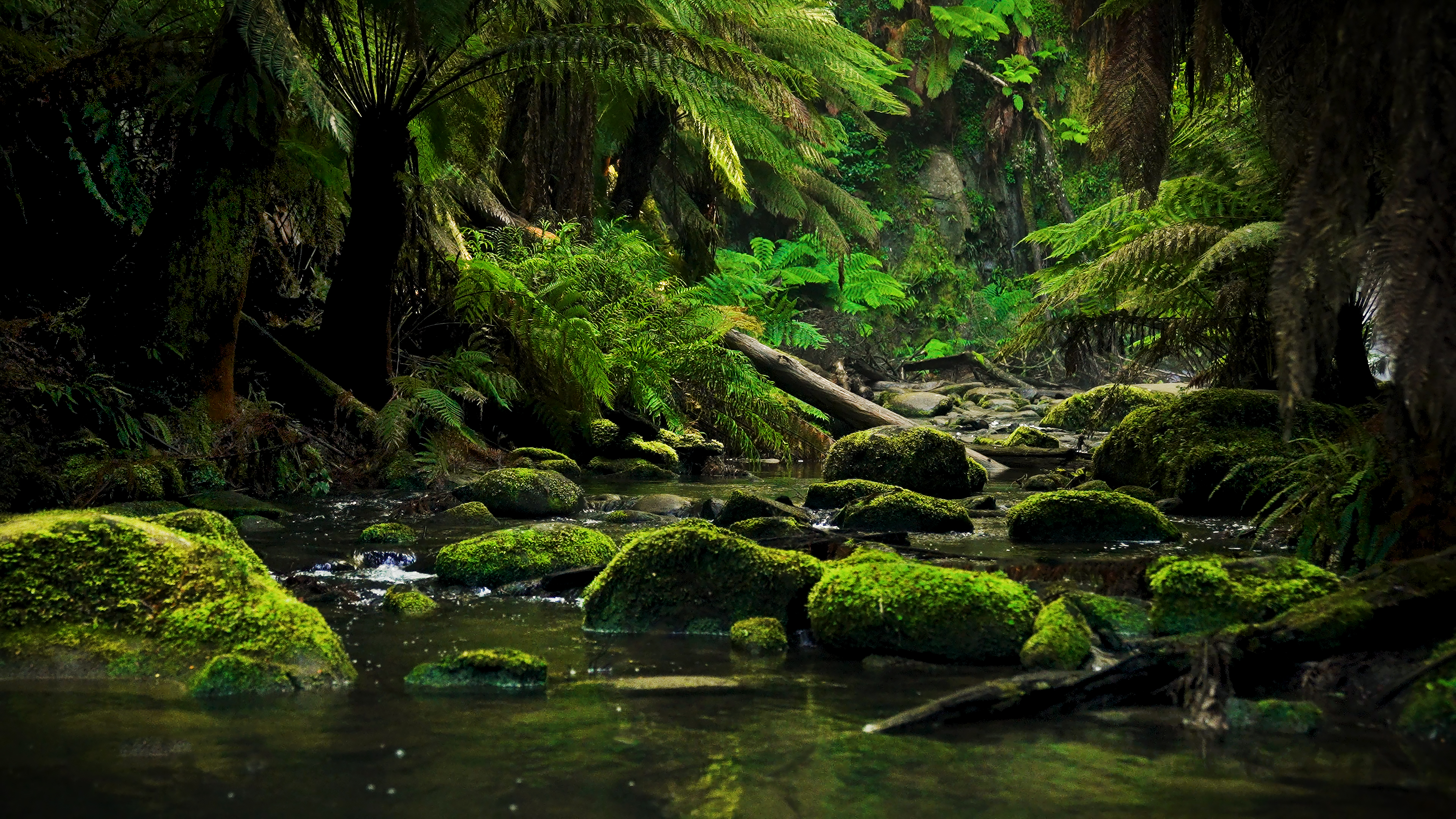 Australian Rainforest Relaxation (Just Nature Sounds) 1 Hour Dynamic Film in 4K