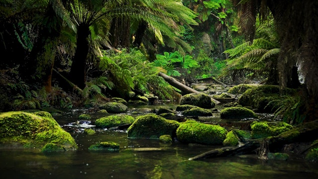 Australian Rainforest Relaxation (Just Nature Sounds) 1 Hour Dynamic Film in 4K