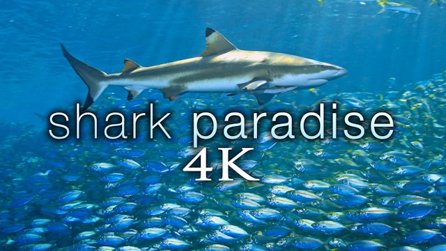Shark Paradise 1.3 HR Underwater Film + Music in 4K