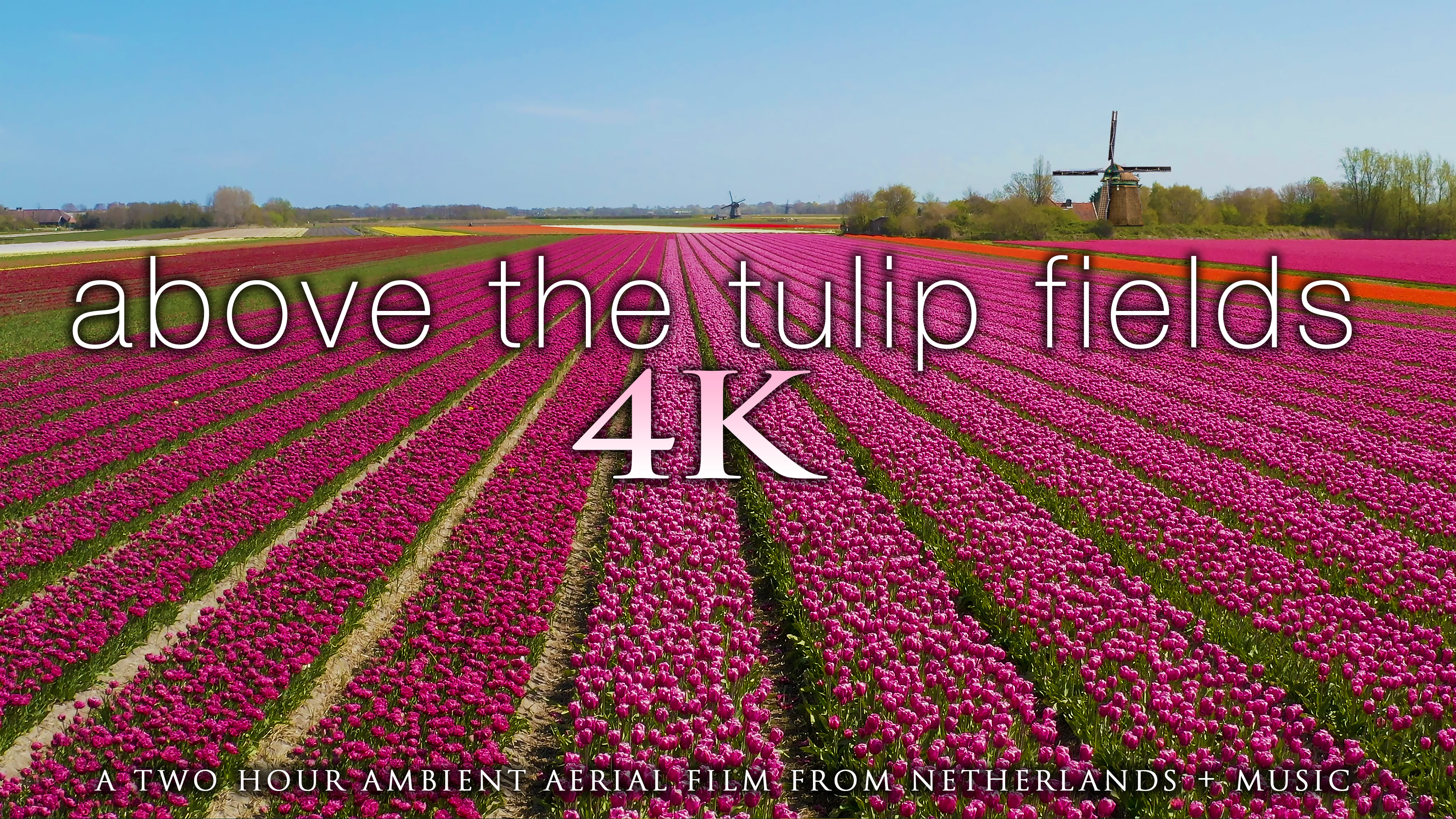Above the Tulip Fields 2 Hour Aerial Drone Film + Music - Netherlands 2020 (4K)