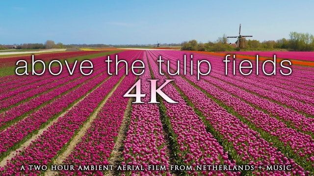 Above the Tulip Fields 2 Hour Aerial Drone Film + Music - Netherlands 2020 (4K)