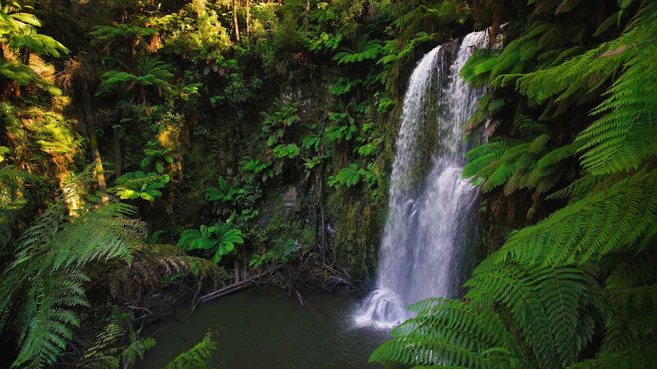 Australian Rainforest Relaxation + Music - 1 Hour Dynamic Nature Film ...