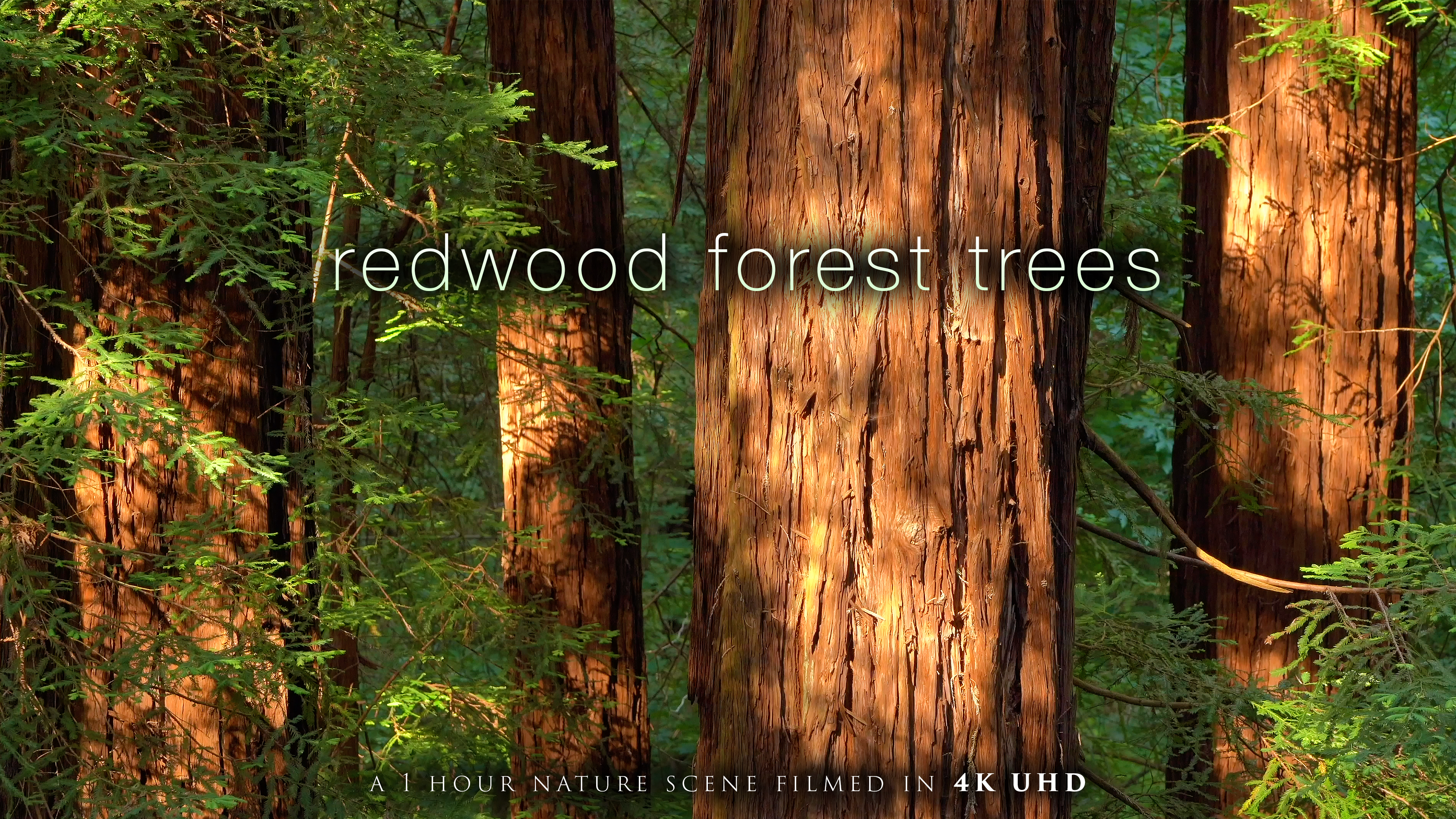 Redwood Forest Trees 4K 1 Hour Nature Relaxation cc