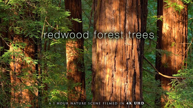 Redwood Forest Trees 4K 1 Hour Nature...