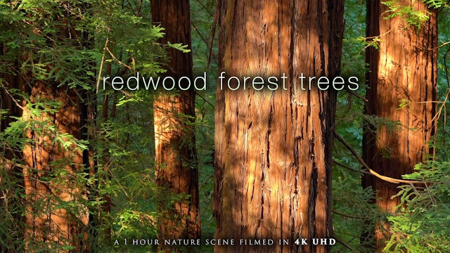 Redwood Forest Trees 4K 1 Hour Nature Relaxation cc