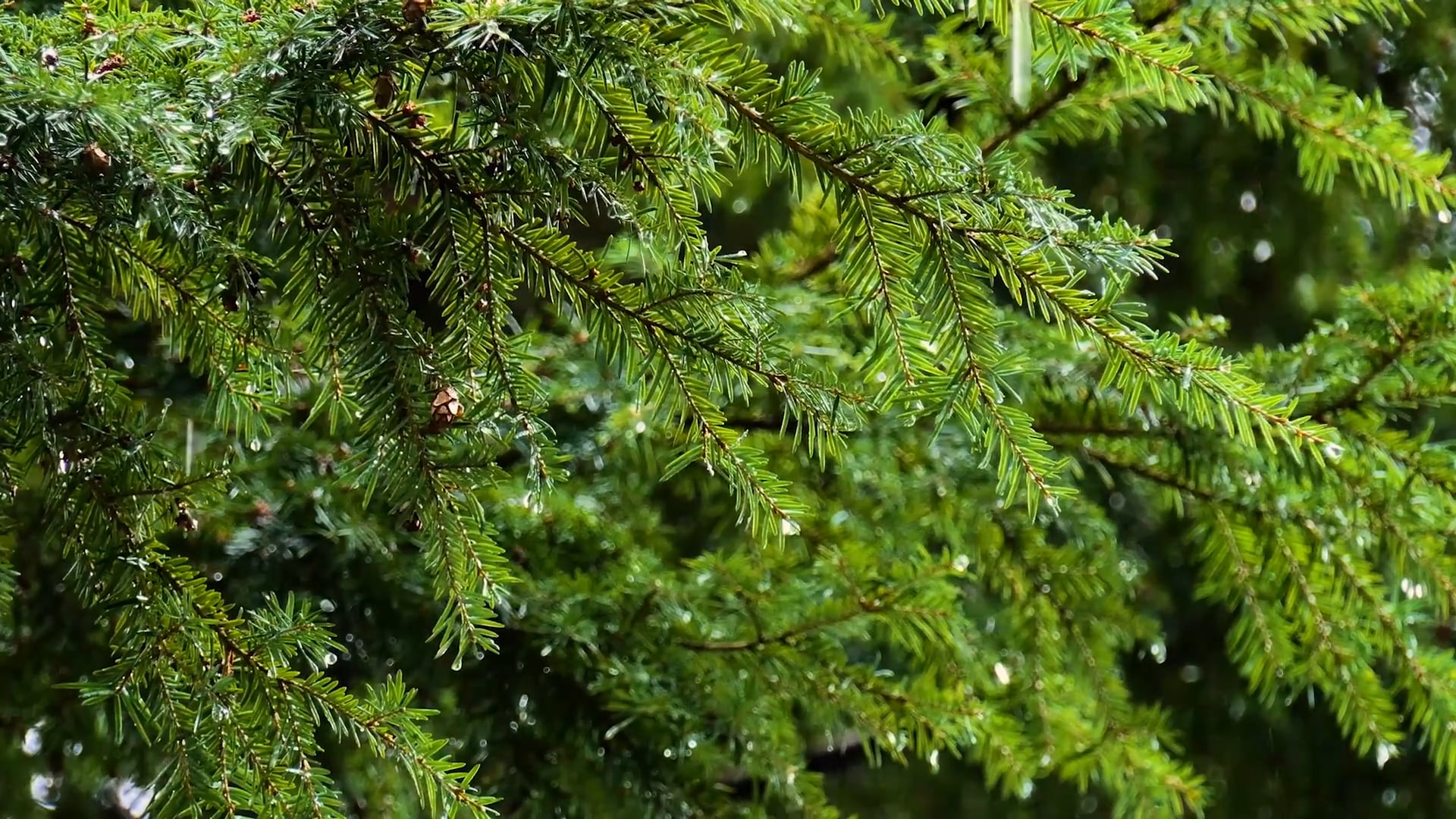 8 Hours of Gentle Rain & Thunder Dynamic Relaxation Video