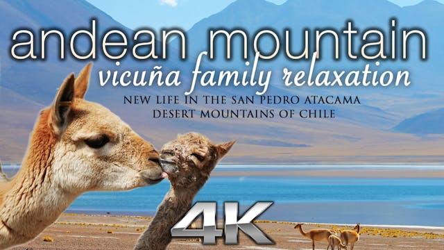 Andean Mountain Vicuña Family Relaxat...