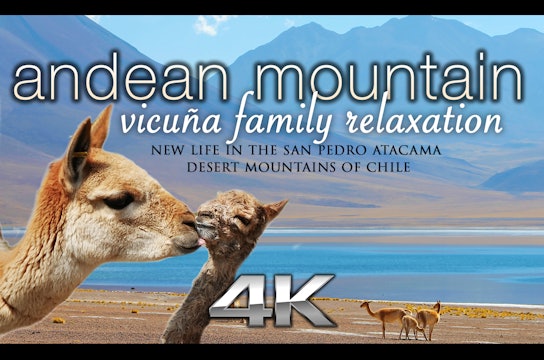 Andean Mountain Vicuña Family Relaxation 25 min Dynamic Video