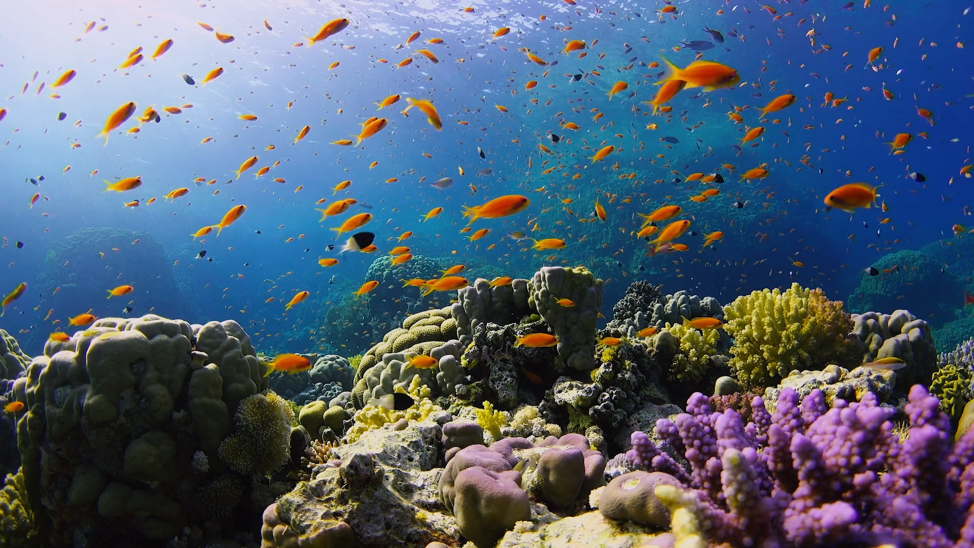 Underwater Wonders (2 HR 4K Version) + Music Nature Relaxation Film 