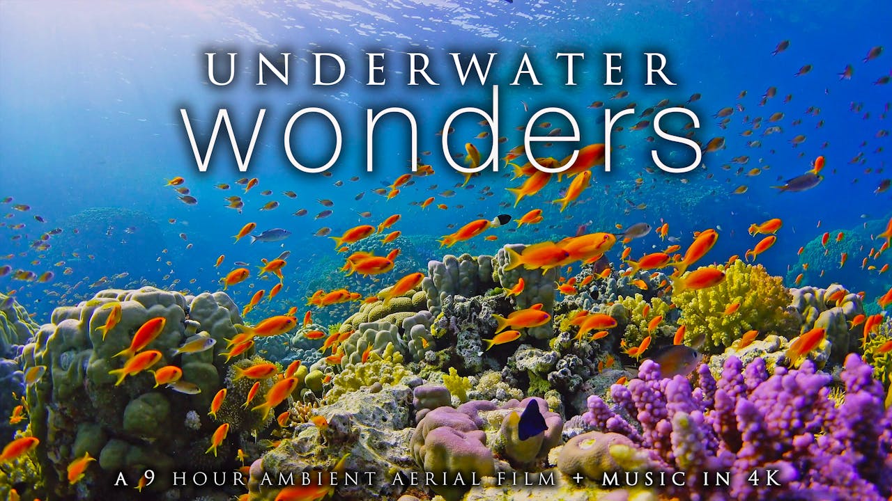 Underwater Wonders 9 HR Dynamic Film + Music filmed in 4K - UNDERWATER ...