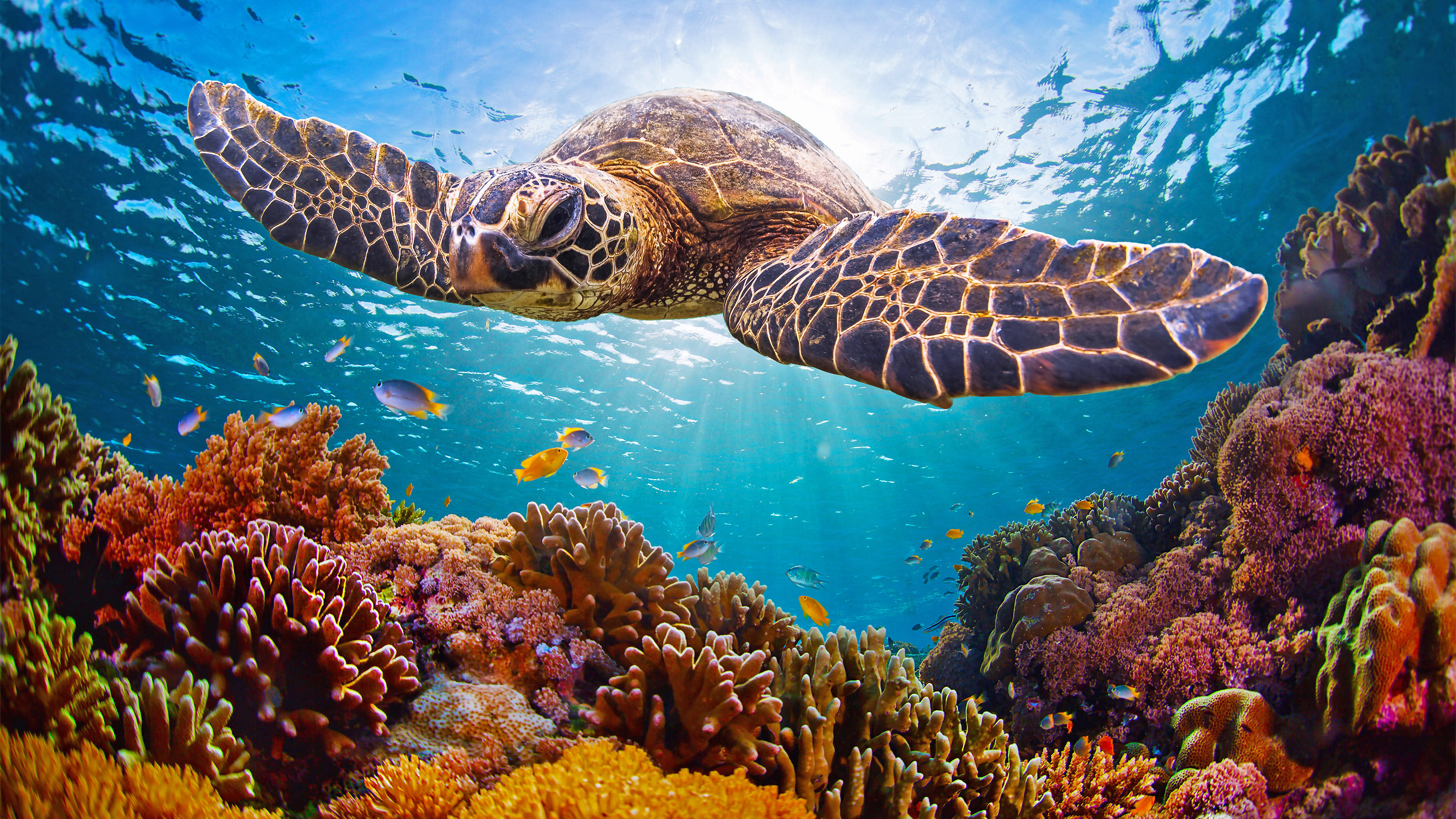 Turtle Paradise [8HR Version] + Music Underwater Film Shot in 4K