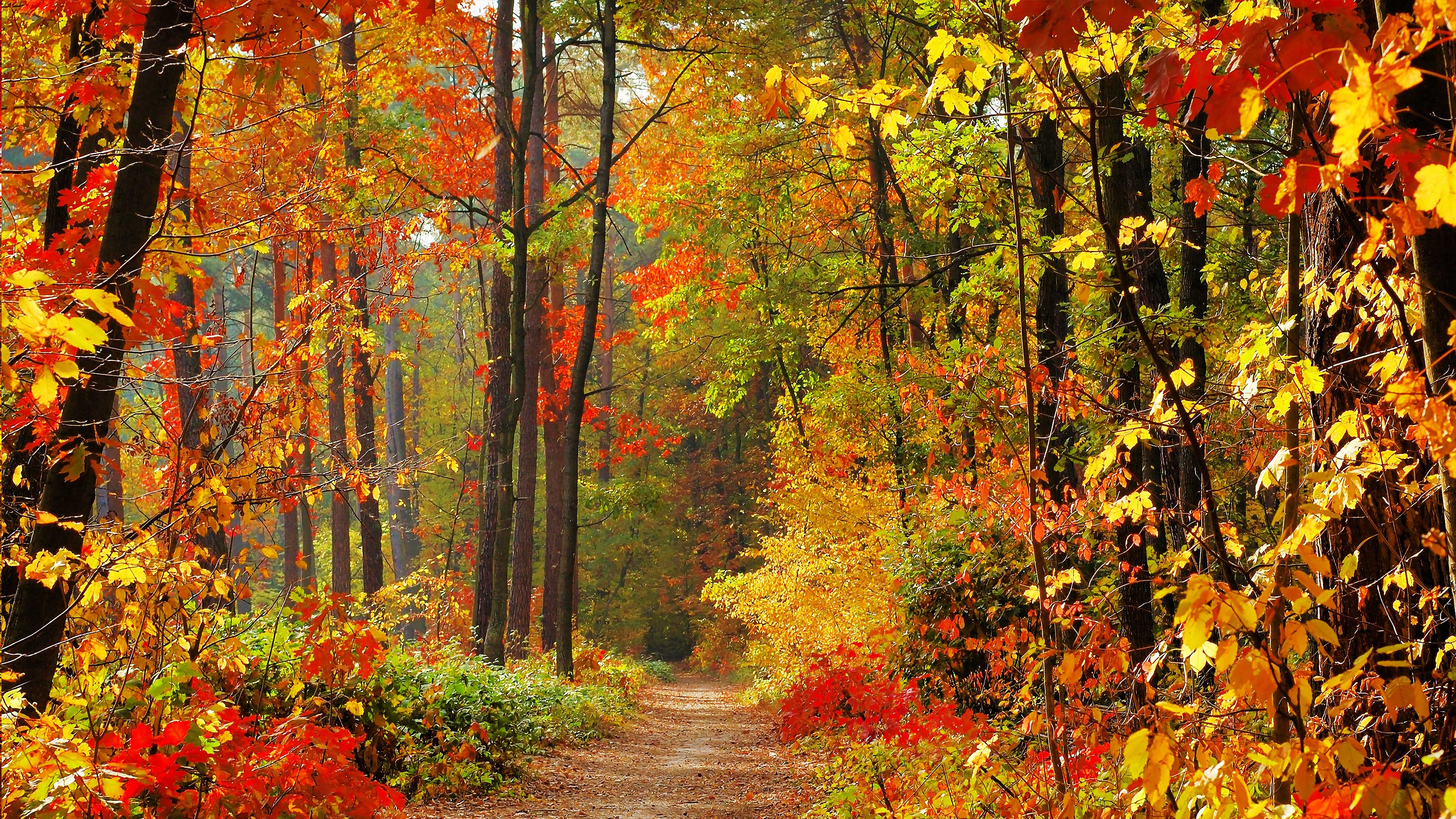 Enchanting Autumn (+Music) 9 HOUR Version 