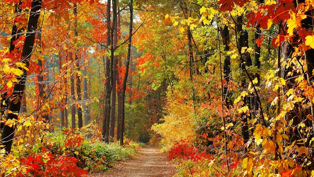 Enchanting Autumn (+Music) 9 HOUR Ver...