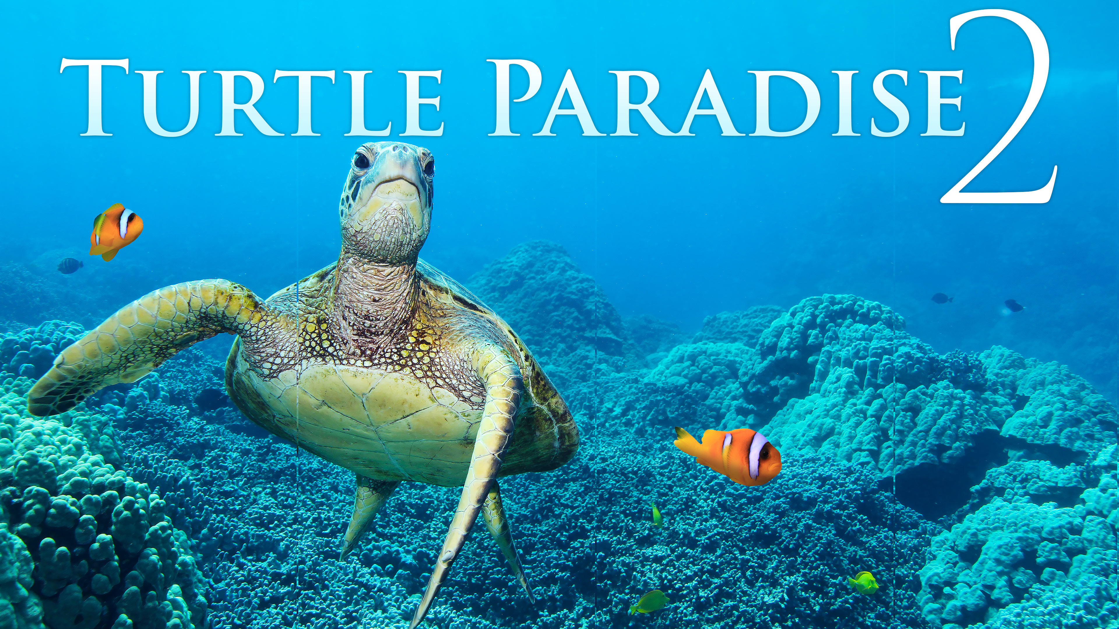 Turtle Paradise II - 2HR 8K Underwater Film with Music