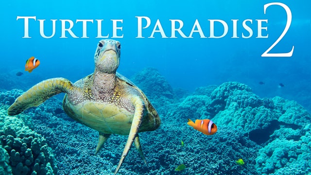 Turtle Paradise II - 2HR 4k Underwater Film with Music