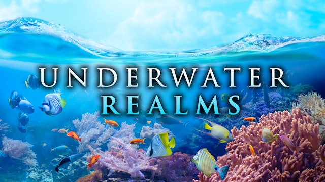 Underwater Realms - 1H|8K|HDR with relaxing music