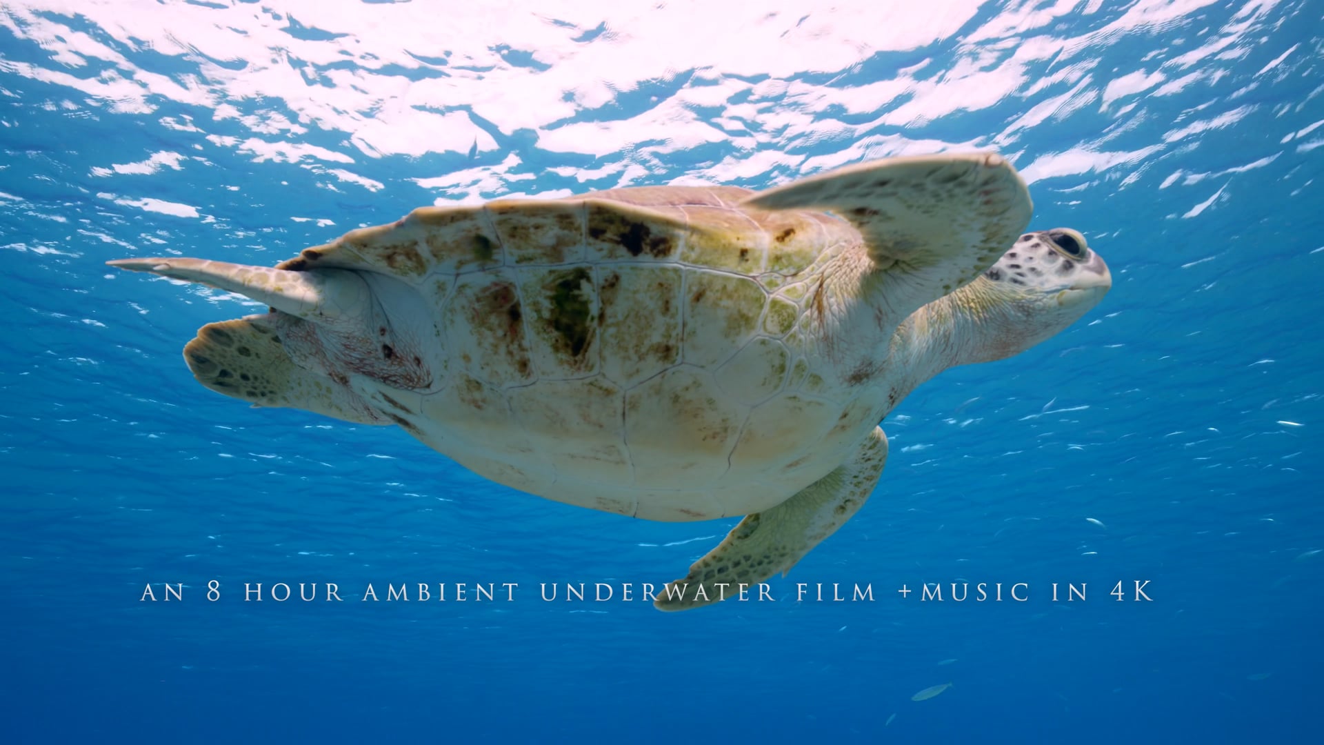 8K Secrets of the Ocean - 8HR 4K