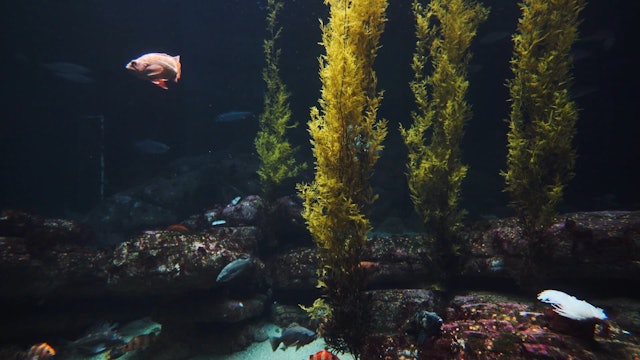 Deep Ocean Aquarium 1HR 4k Nature Relaxation Scene