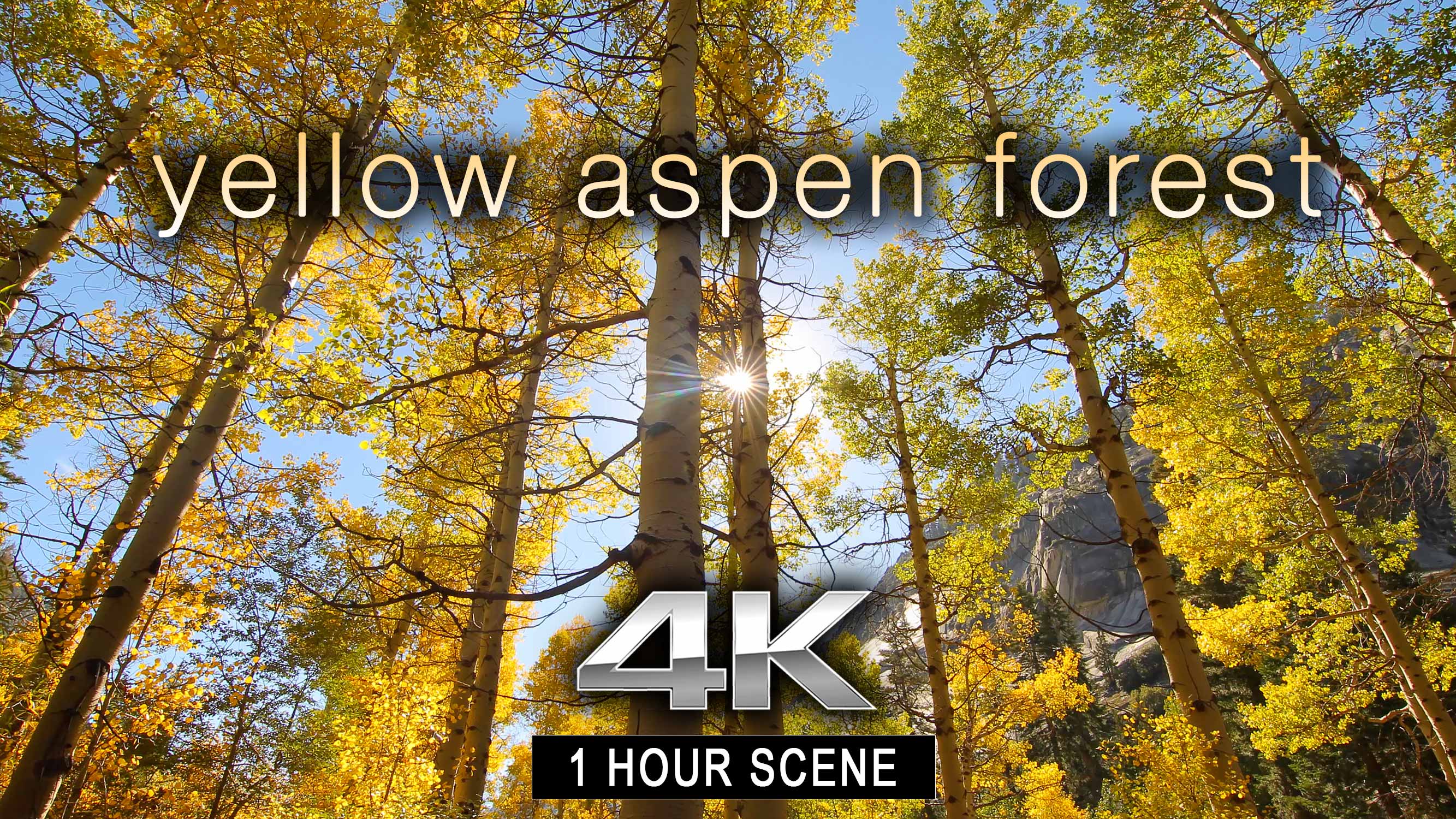 Yellow Aspen Forest 1 HR Static Nature Relaxation