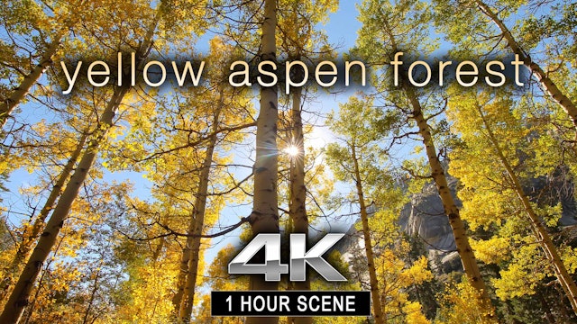 Yellow Aspen Forest 1 HR Static Nature Relaxation