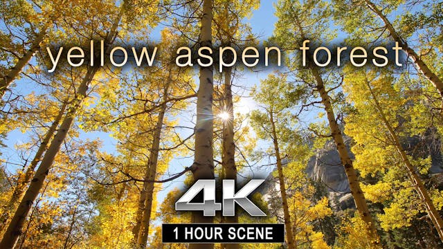 Yellow Aspen Forest 1 HR Static Natur...