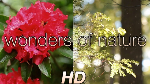 Wonders of Nature Relaxation Video 1080p Nature Sounds