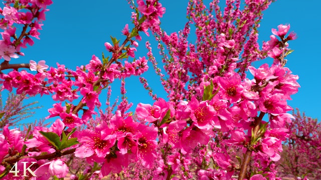 Spring in Spain + Music 2 Hour Film - Peach Blossoms Relaxation
