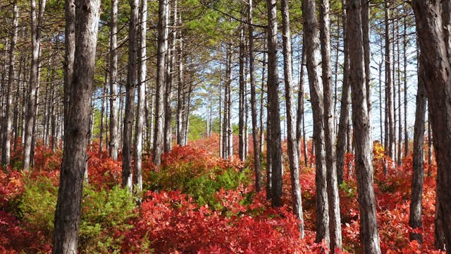 Enchanting Autumn Nature Relaxation 1...