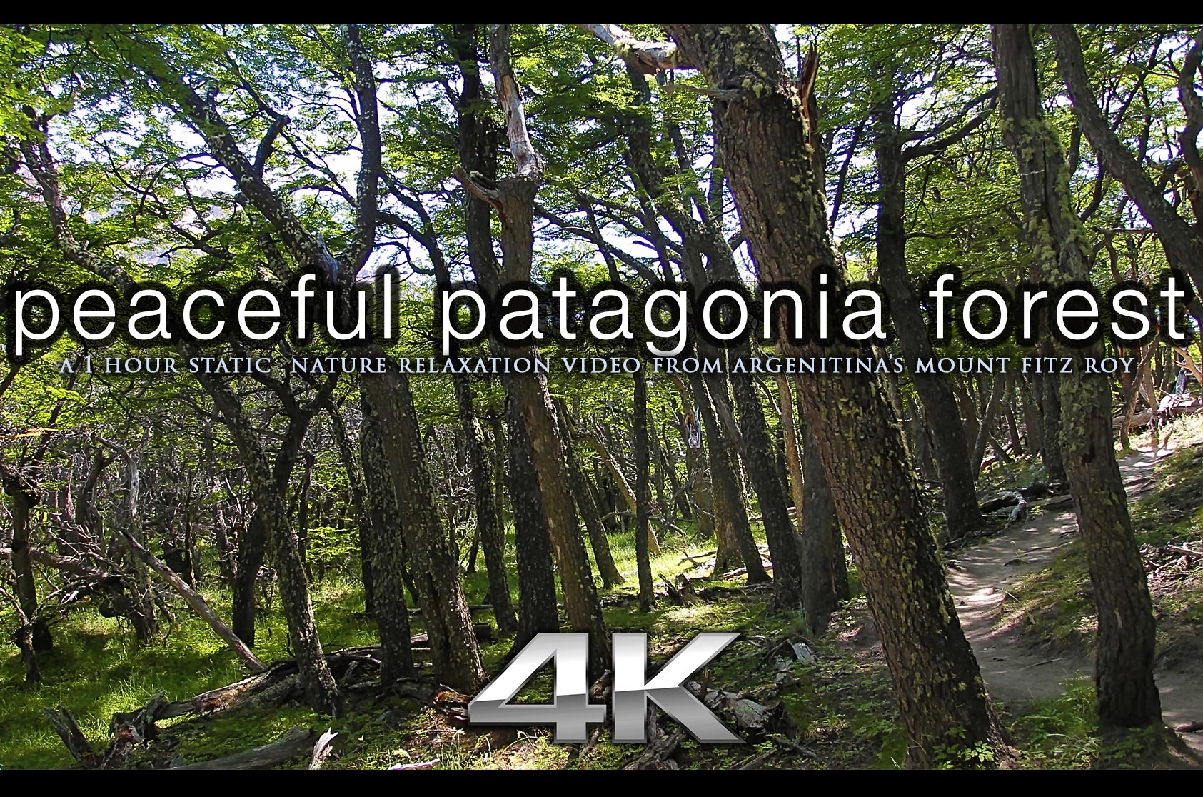 Peaceful Patagonia Forest 1 HR Static Scene in 4K