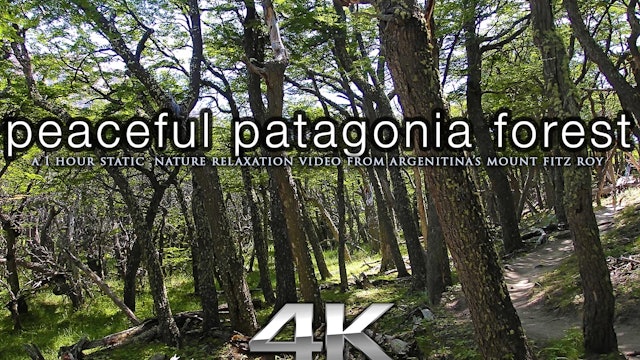 Peaceful Patagonia Forest 1 HR Static Scene in 4K
