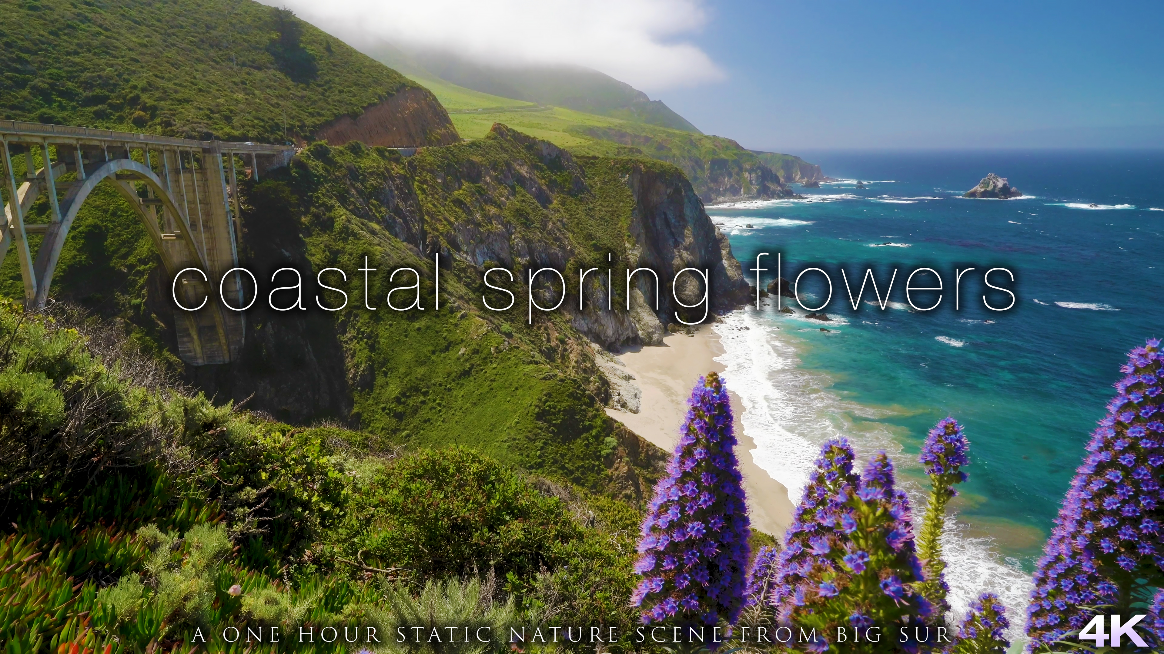Coastal Spring Flowers Big Sur 1 Hour 4K Static Nature Scene