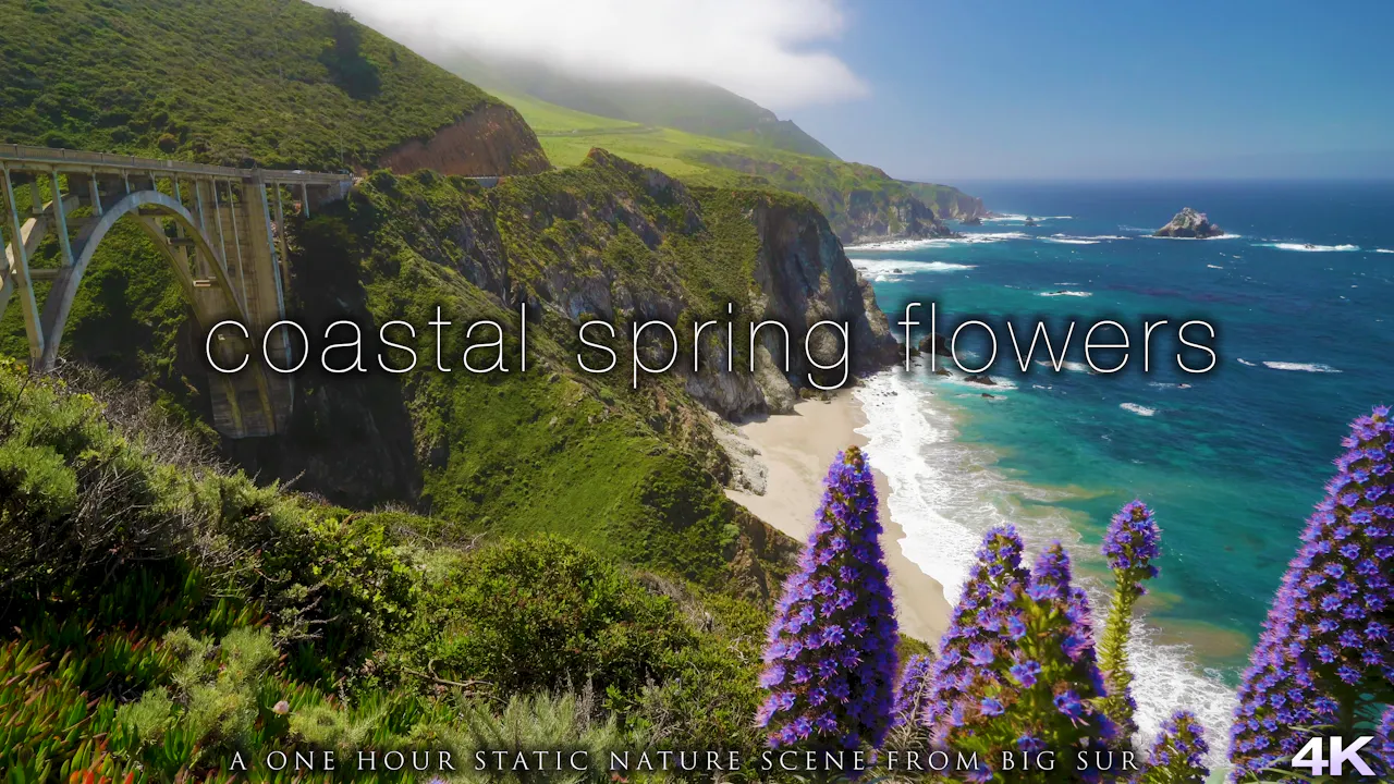 Coastal Spring Flowers Big Sur 1 Hour 4K Static Nature Scene - STATIC ...