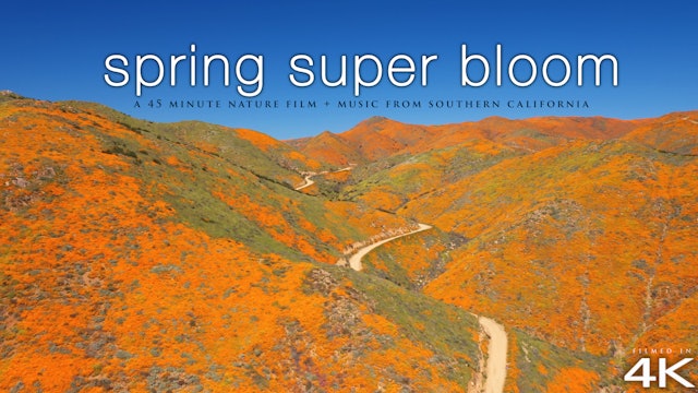 Spring Super Bloom in 4K - Southern California 45 Min Nature Relaxation™ + Music