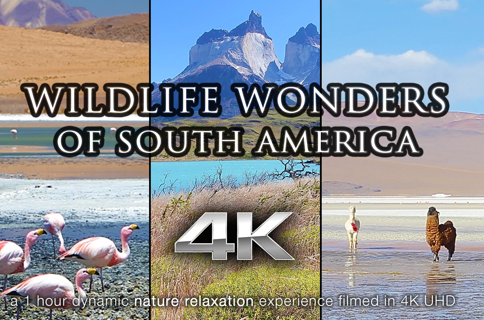 Wildlife Wonders South America 1 HR Dynamic Nature Film (With Music)