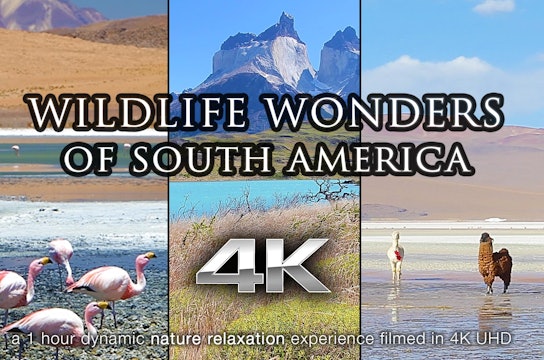 Wildlife Wonders South America 1 HR Dynamic Nature Film (With Music)