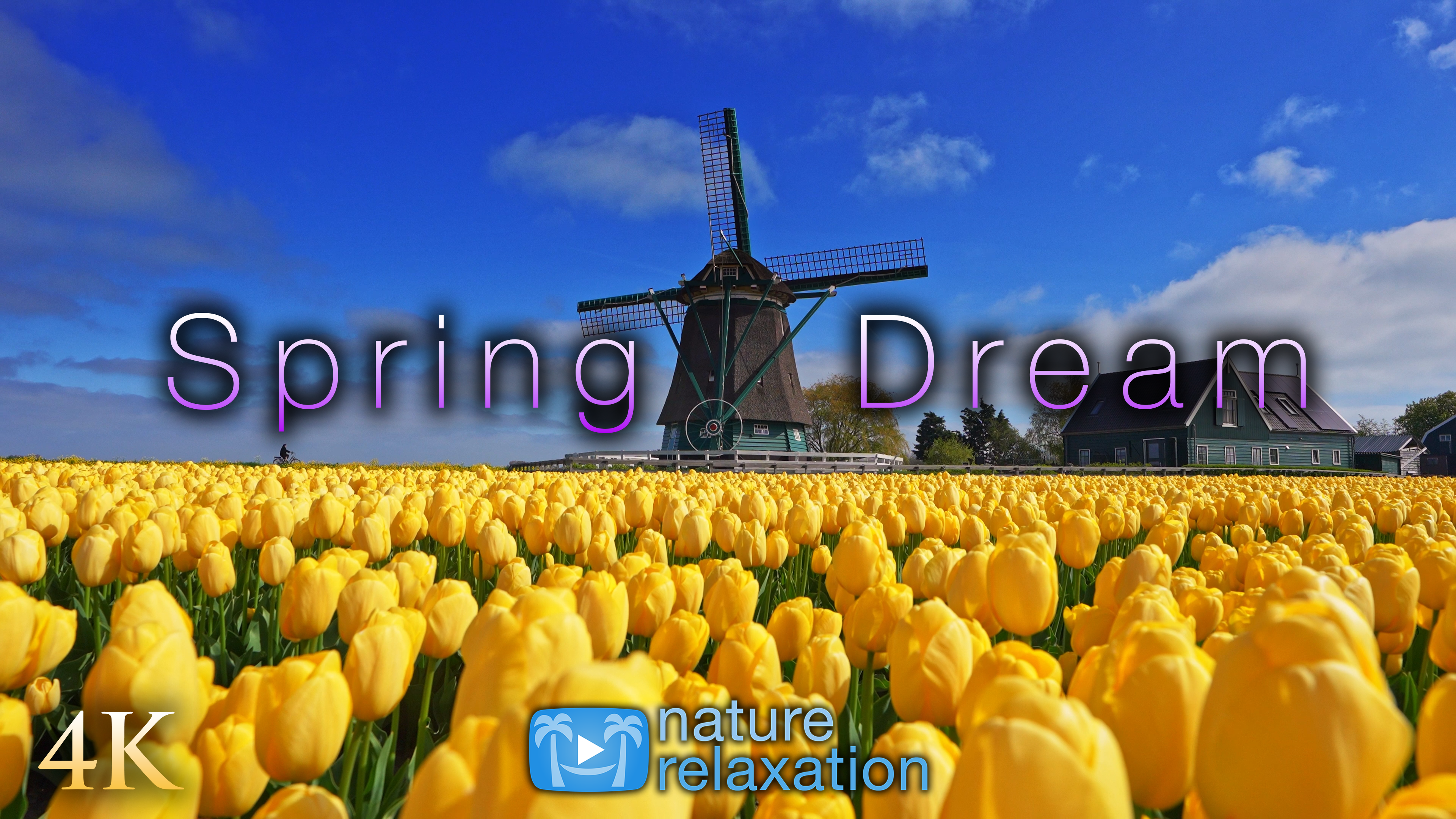 Spring Dream Tulip Fields 1HRS | 4K with Relaxing Music