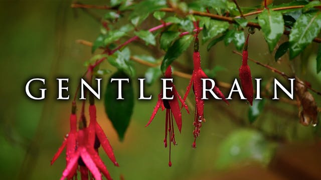 Gentle Rain - 9HRS | 4K with Nature S...