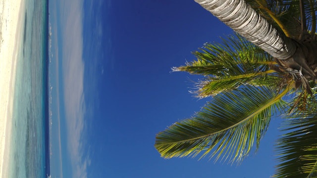 Vertical Palm Vista 1HR Nature Relaxation HD