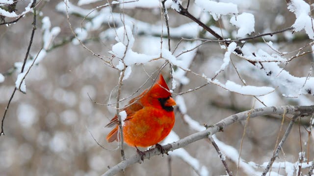 Snowbirds 2 Hour Nature Relaxation Fi...