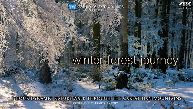 Winter Forest Journey (+ Music) 1HR Dynamic Film Shot in 4K - Carpathian Mountains