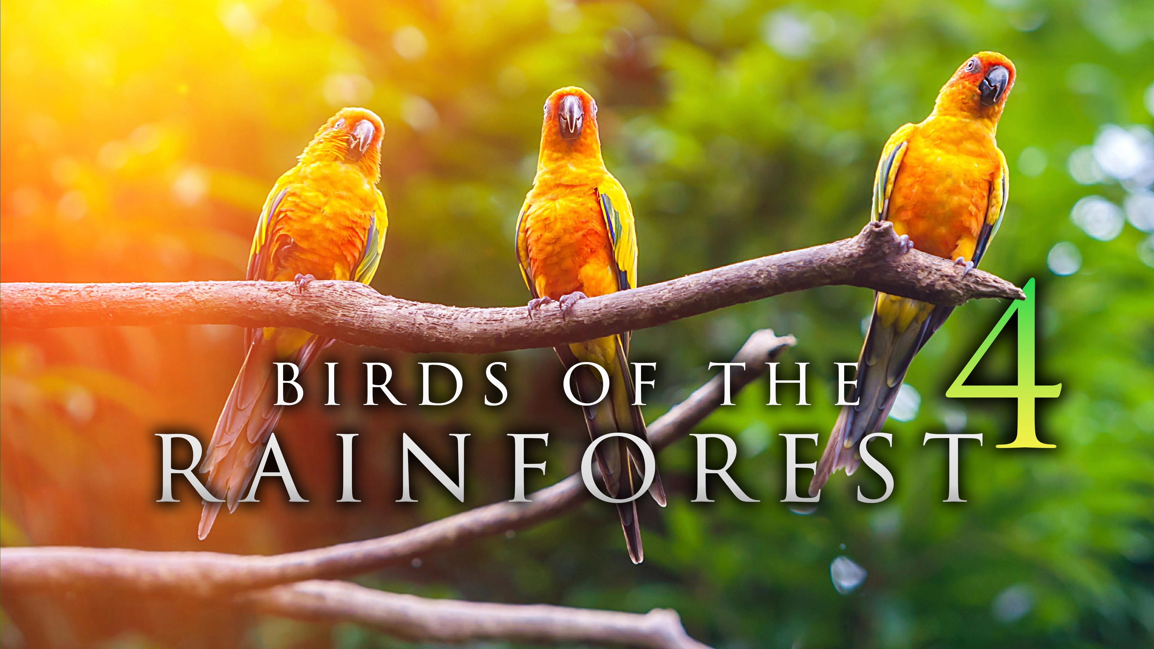 Birds of the Rainforest 4 - 1H, 4K (Nature Sounds)