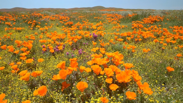 Spring Poppy Field 1HR Static Nature Scene in 4K - Antelope Valley, California