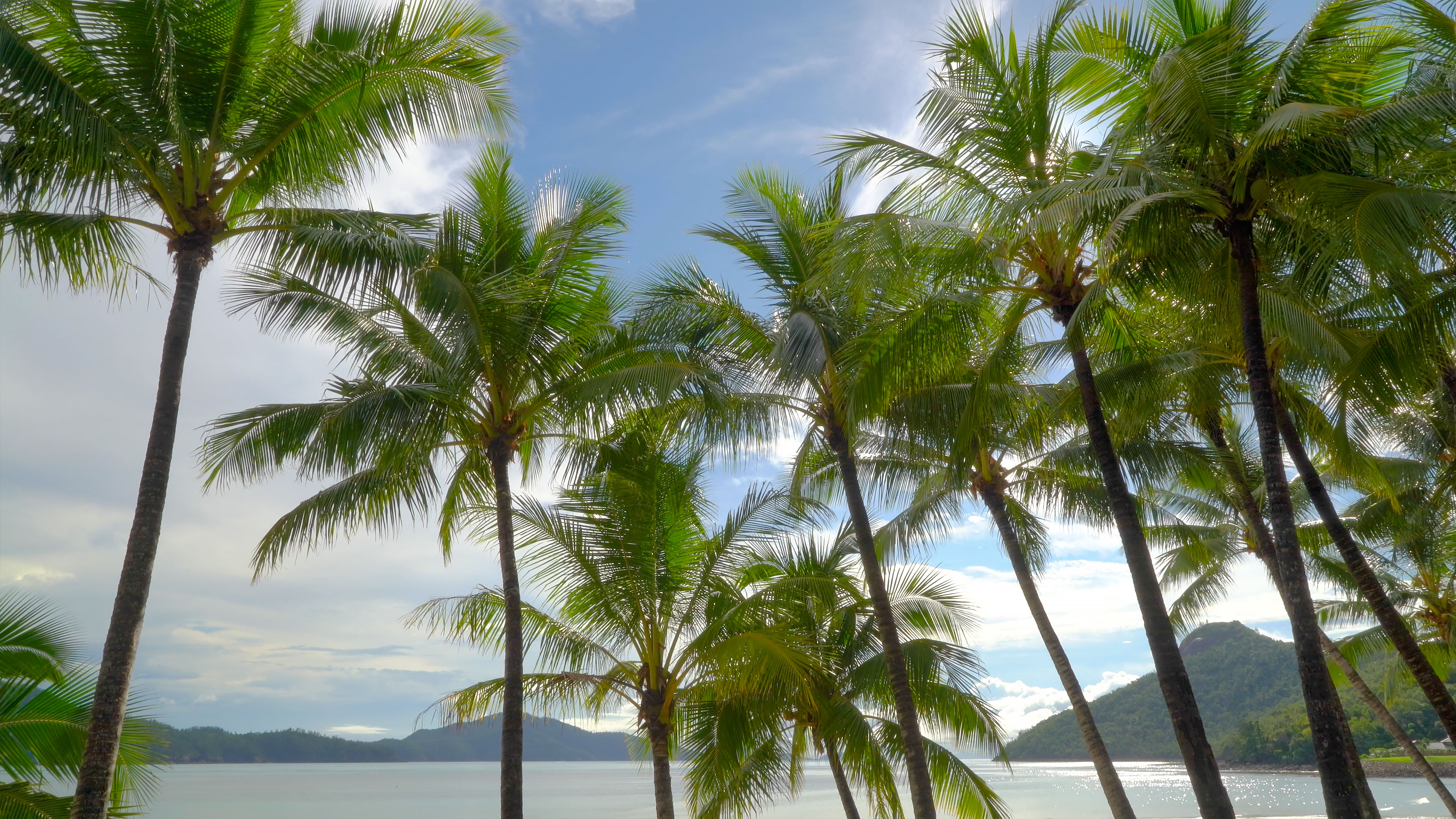 Palm Vista 1HR Static Scene in 4K - Hamilton Island, Australia