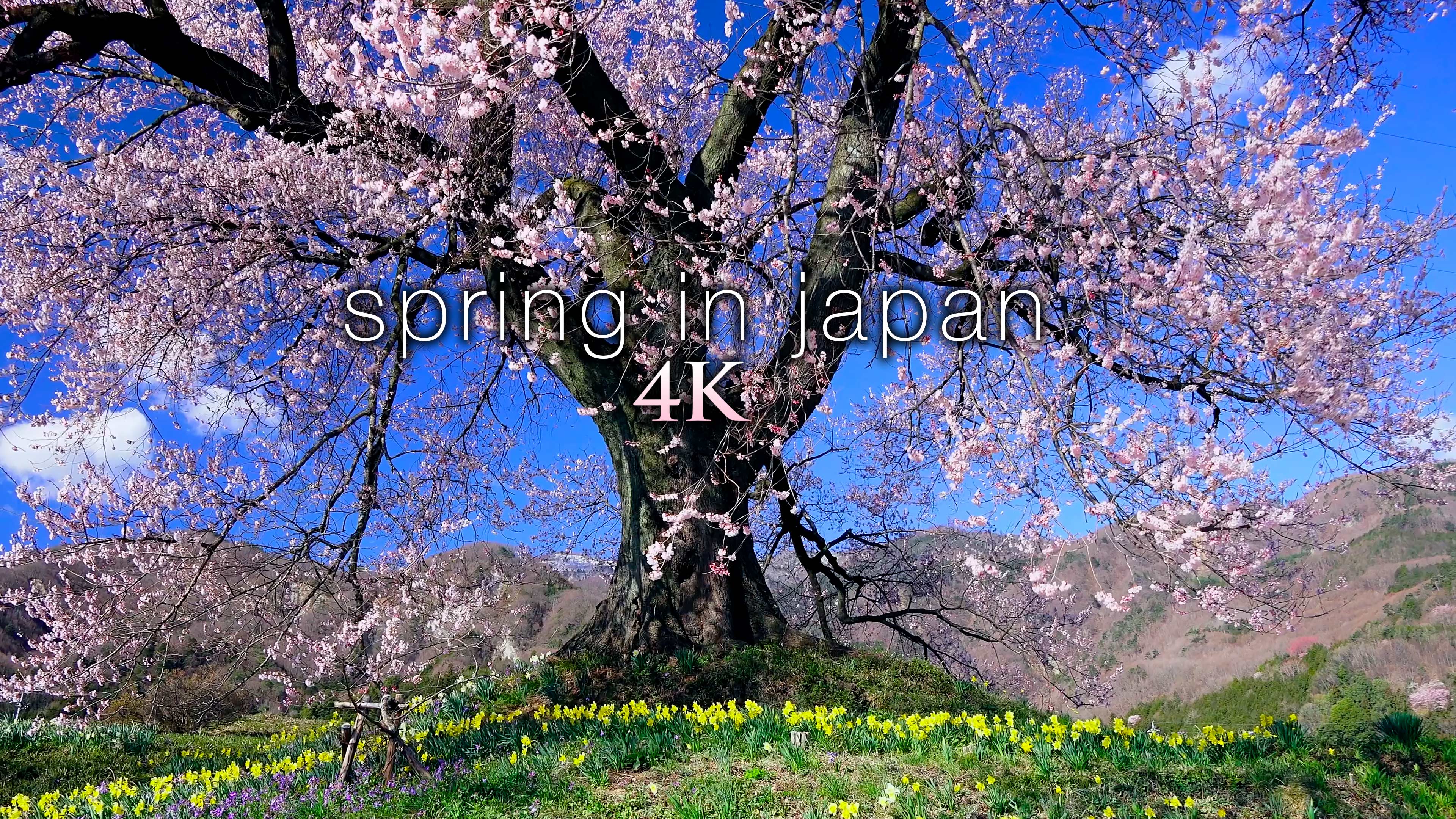Spring in Japan (+Music) 4K 1HR Nature Relaxation Film