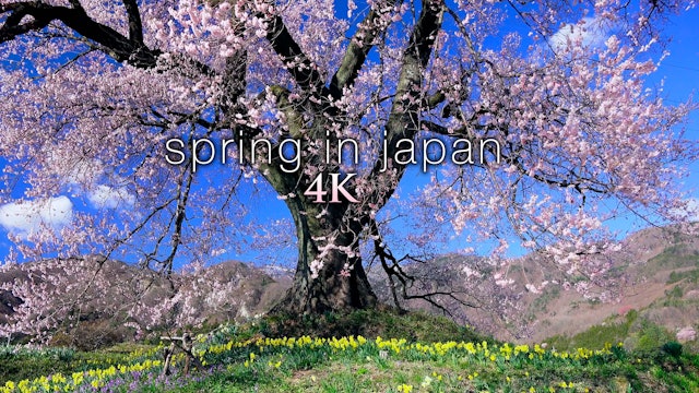 Spring in Japan (+Music) 4K 1HR Nature Relaxation Film