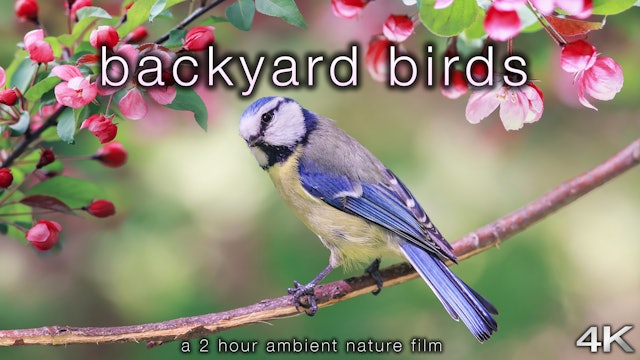 Backyard Birds 2 Hour Dynamic Nature Film in 4K
