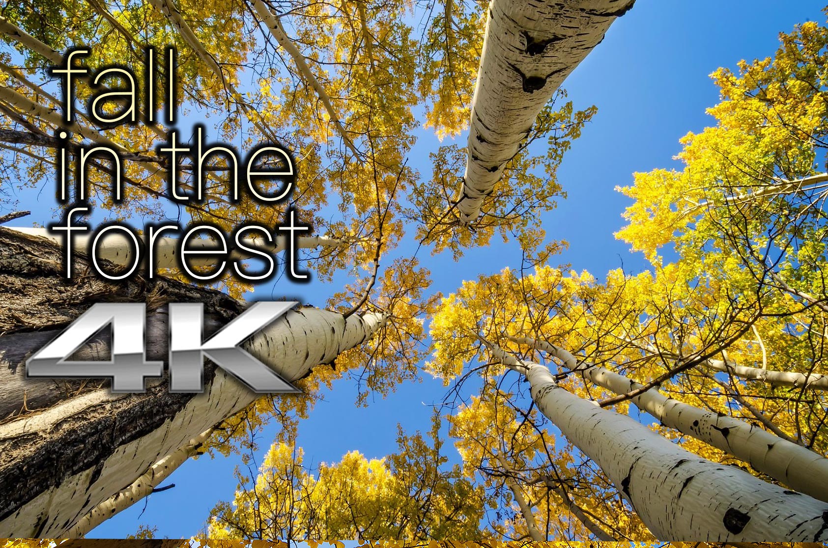 Fall in the Forest 2 HR Dynamic Nature Relaxation Video
