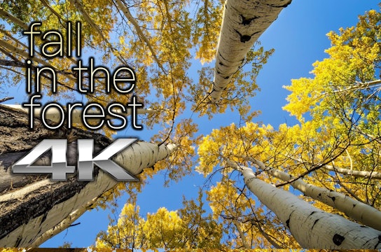 Fall in the Forest 2 HR Dynamic Nature Relaxation Video