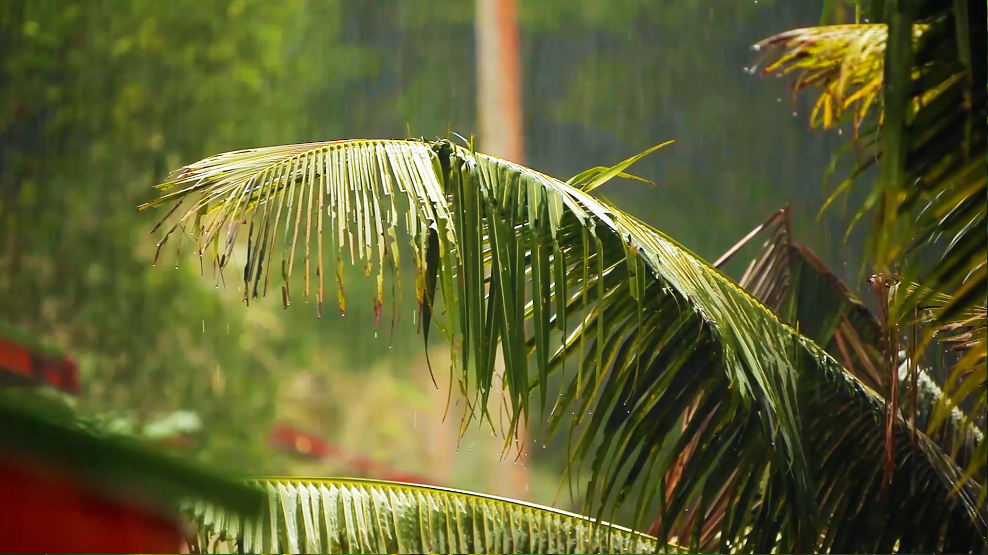 Tropical Rain Relaxation 8HR Version - Just Nature Sounds